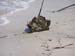 Cape May (5-06) 07